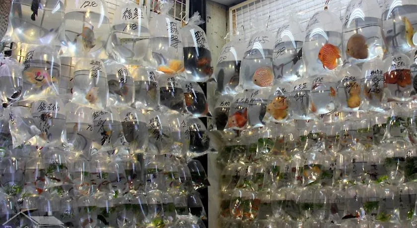 海洋酒店 九龙 招待所